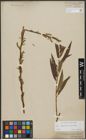 Foto von Salix triandra L. x Salix viminalis L.